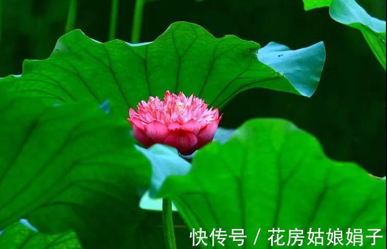 千瓣莲|珍品莲花，花开1000瓣，花色多变，花多少钱也得养上1缸