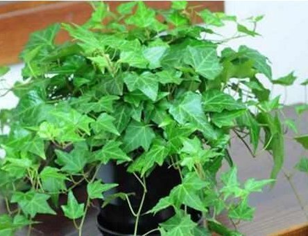 这5种花耐阴又好养,净化空气一级棒,家里养1盆,异味都消失