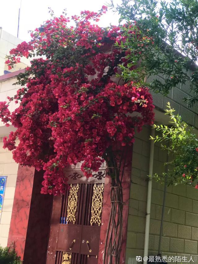 想要家里四季花开，这20种花，连续能开300天，完全不歇气