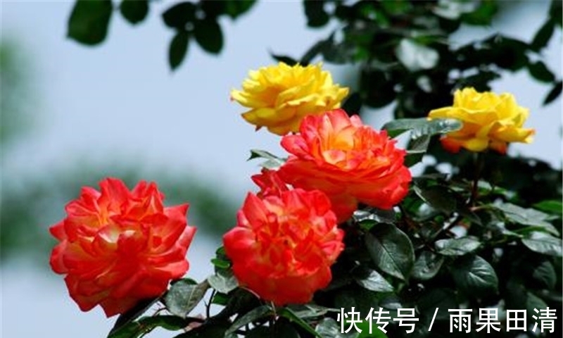 病虫害|月季花怎么养不生病虫害?一养二防,长的旺开的美!