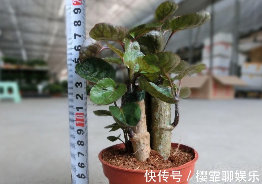 金钱兜|这4款人间富贵花,养2盆就能招来好运,漂亮,有益康健