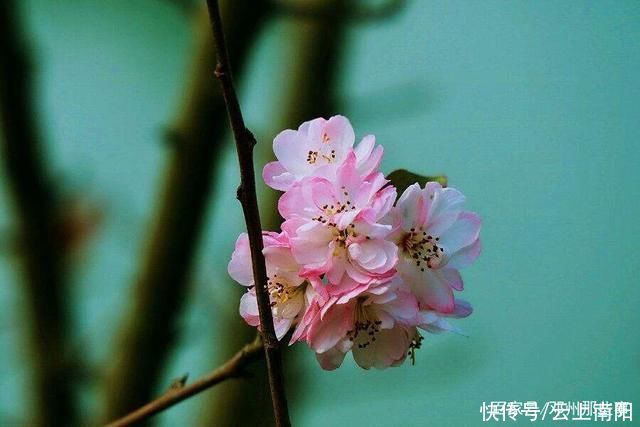 阳春三月，带你看花