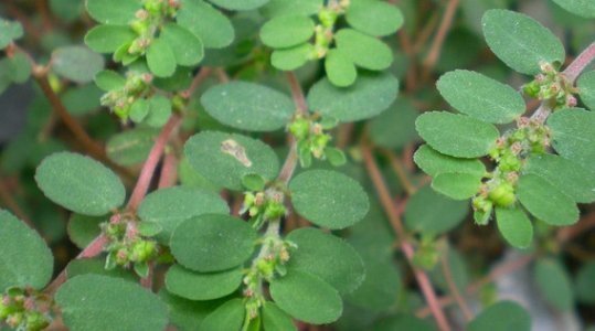 农村|农村不起眼的杂草却是女人的“救命草”，如今价值千金，你认识吗