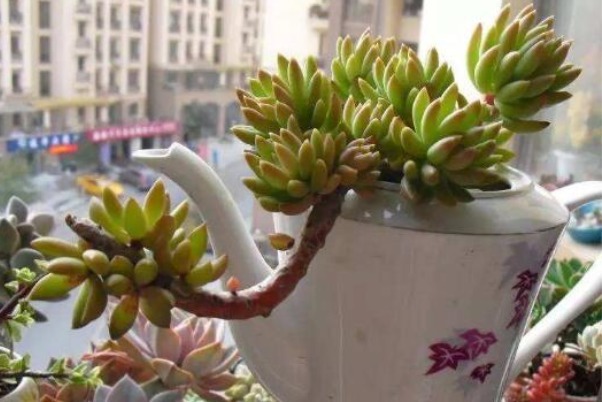 此花就像佛祖张开的大手，花语是带有善意的，象征着无私的祝福！