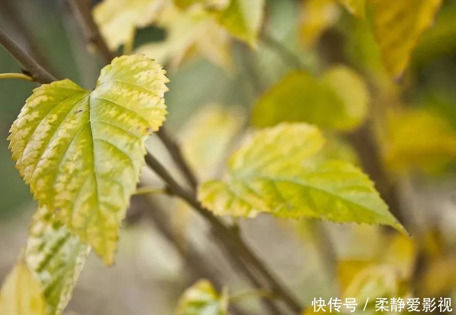 1片桑叶9味良药!老中医教你桑叶妙用,9大功效受用一生!