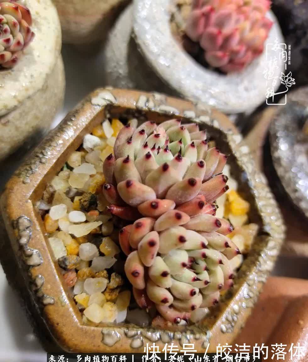 从无到有，四年坎坷多肉路，沉迷肉海难以自拔！