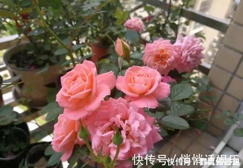 月季|最厉害的养花营养液给月季花喝一勺，猛长笋芽，花开满枝头
