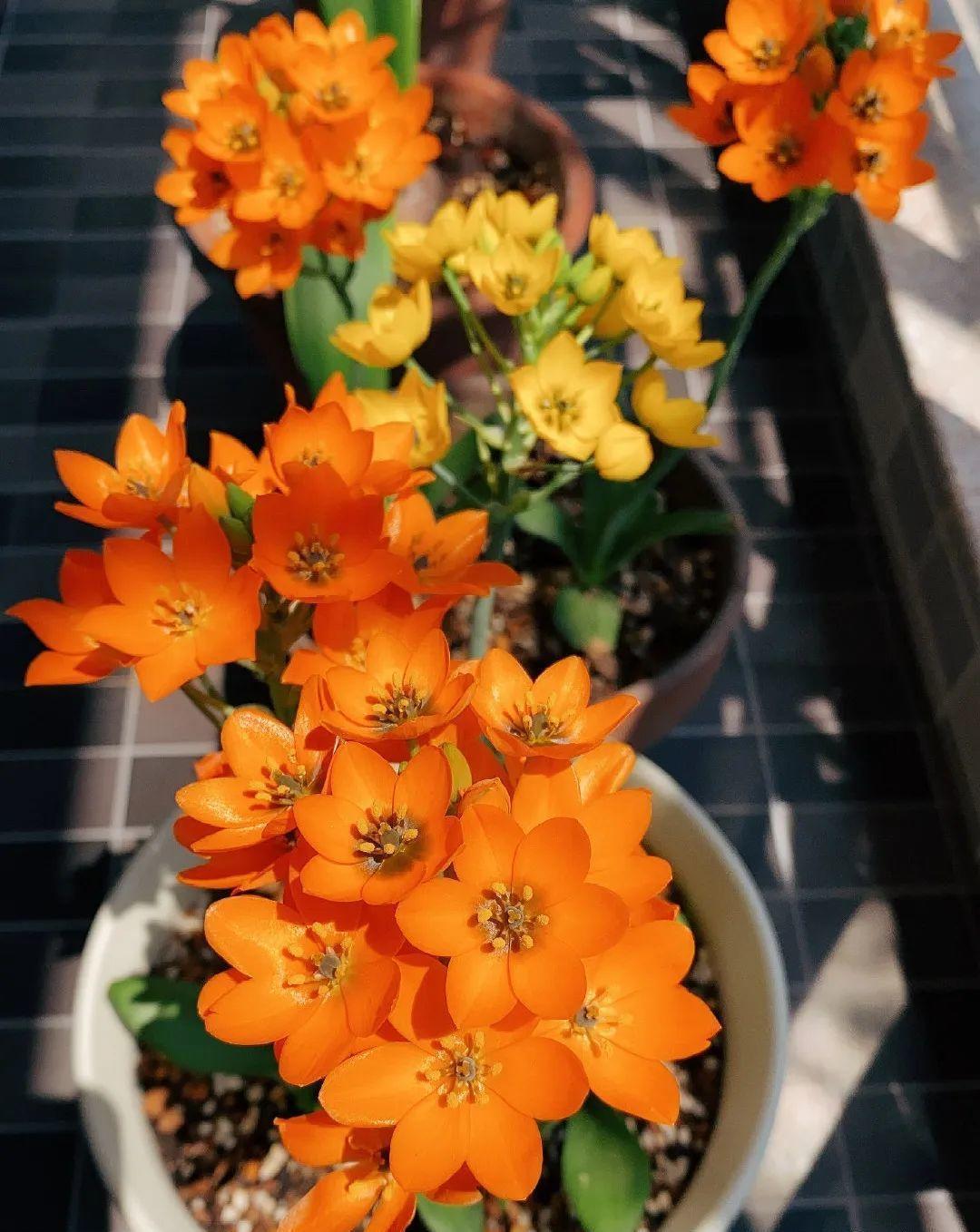 秋天|秋天必养的11种花，冬天特别耐寒，南北方都能养