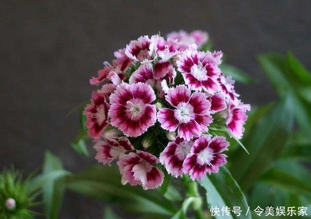 花色|石竹，是很好的观赏花卉，好看又能净化空气，花色艳丽！