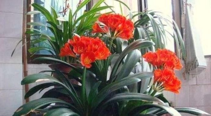 养君子兰,用上这“2种肥”,比什么淘米水、黄豆水强“100倍”