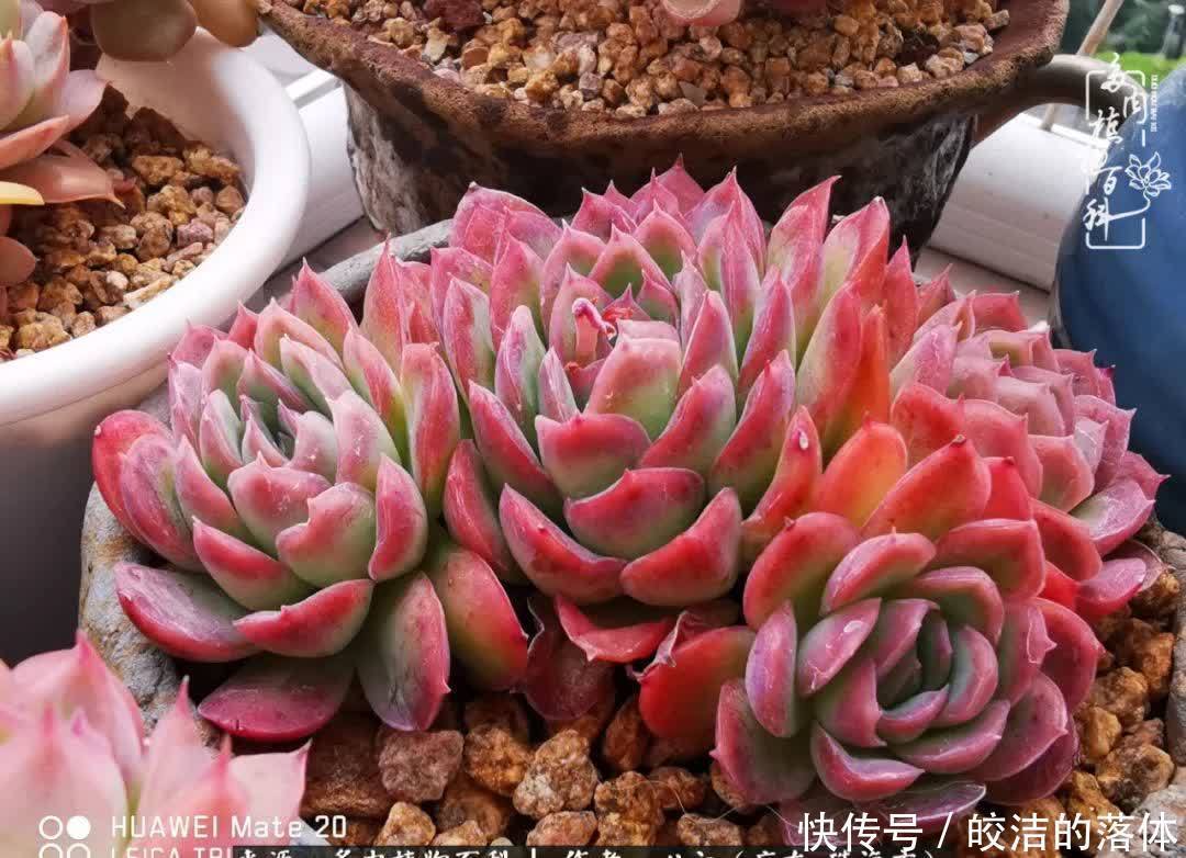 肉肉|与多肉的相遇,就是一场治愈之旅