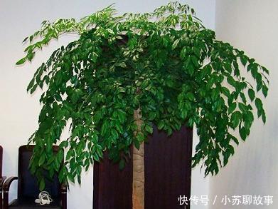 “耐干旱”的3种花，即使40天不浇水，一样“爆盆”，生长快！