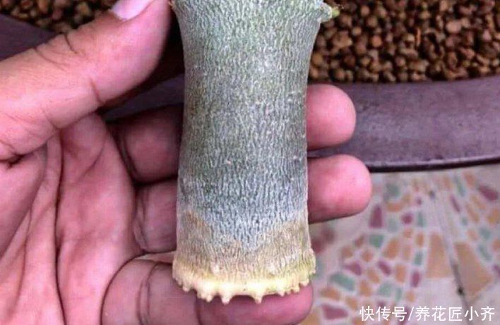 花盆|沙漠玫瑰“烂茎”不要放弃,掌握救治技巧,让它长出“八爪根”