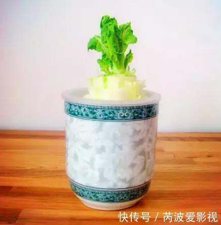厨房里这9种菜根不要扔，泡水就能活，比绿萝好看多了！