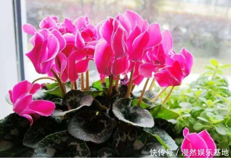 阳台|养花就养4种花，家里养一盆，开花漂亮花期长，阳台养出小花园