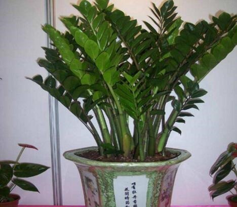 金钱树总不长10天喂次“它”,“电钻”小芽窜不停,财源滚滚来