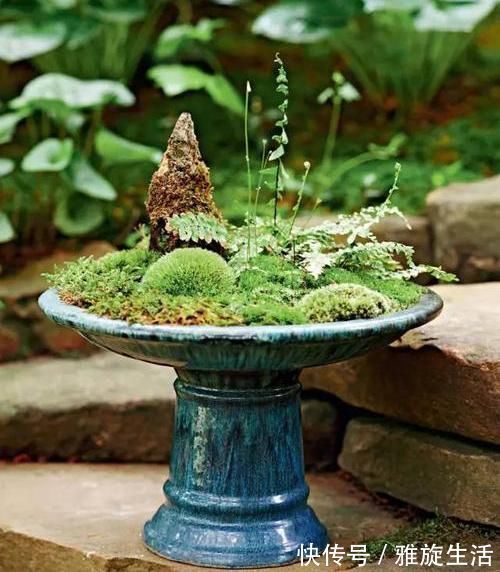 青苔|农村厕所旁挖的“青苔”,养在咸菜缸里,浇水就活,最少值一千块