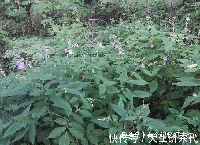 妇科炎症|经期过后第二天喝它，子宫越来越年轻，远离妇科病！越来越年轻