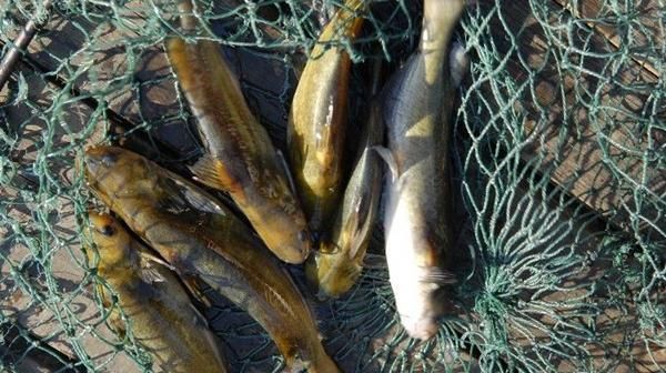 朝天钩|黄颡鱼这钓法果然不简单,上鱼速度那叫一个快夏天不用亏大了