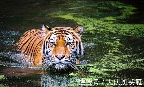 日暮途穷@虎啸一声惊万里