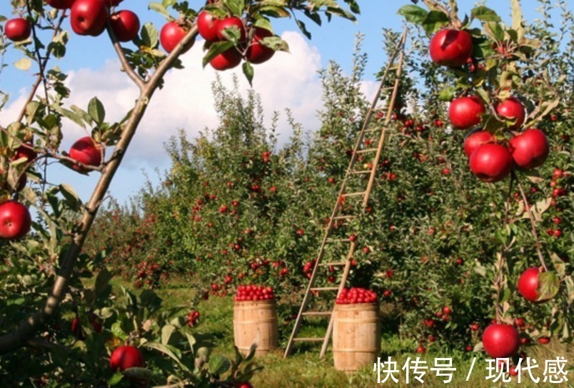 禁忌|提个醒吃苹果有三大禁忌,却有很多人不清楚,别犯错误了