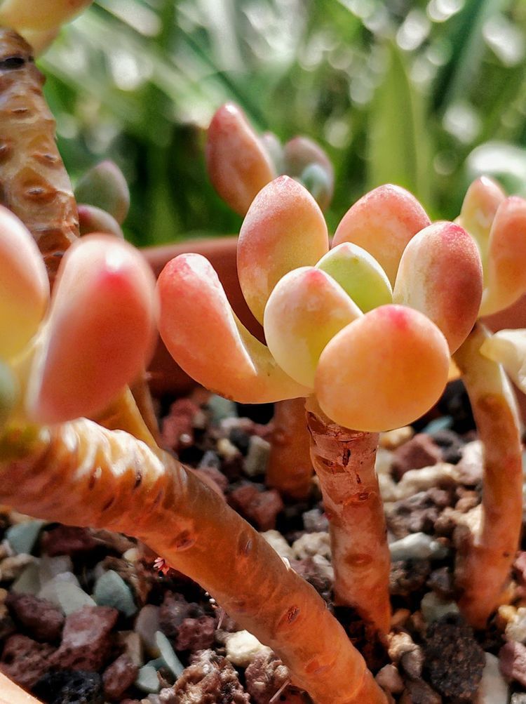 成长|与多肉一起走过的日子,见证多肉的成长过程!