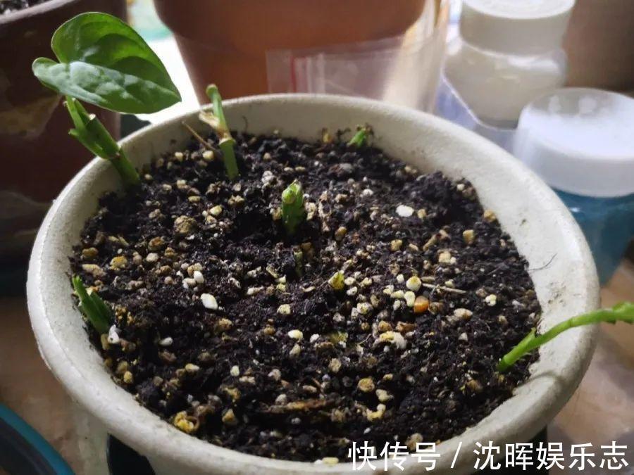 非洲堇|这花送人,只用送一片叶子,插土就活不心疼!