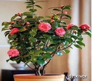 茶花|换盆的最佳时节到了,错过了绝对后悔