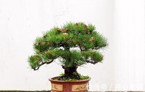 修剪|养桩不光要养活，枝条长粗才重要，6个技巧要掌握好，施肥长得快