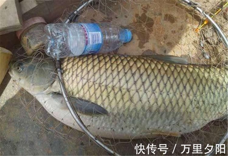 野钓|钓鱼高手教你轻松破解野钓时有鱼无口的四招方法,让你不再做空军