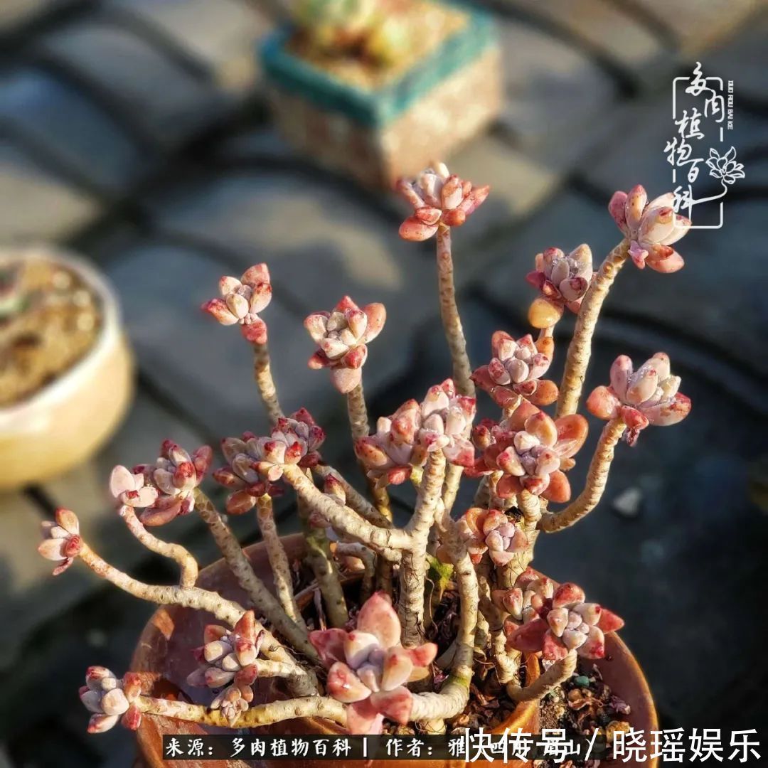 万圣节|养多肉六年,从痴迷到佛系,世事漫随流水,唯有喜爱永恒!