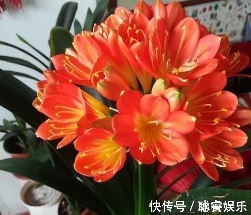 秋天|养君子兰就像“种白菜”狂长叶不开花,3个解密,开花几十年