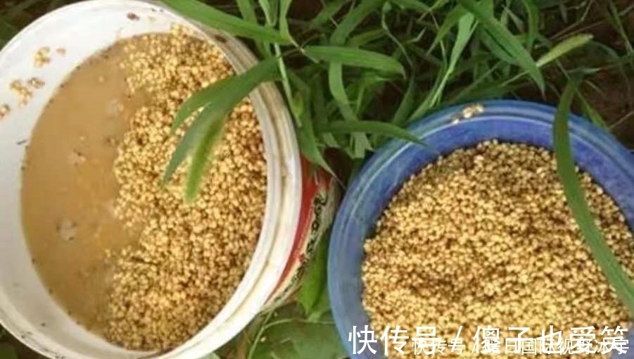 鲫鱼|话不多说,现在不试试这鲫鱼钓法就太亏了,每次收竿回家都特满足