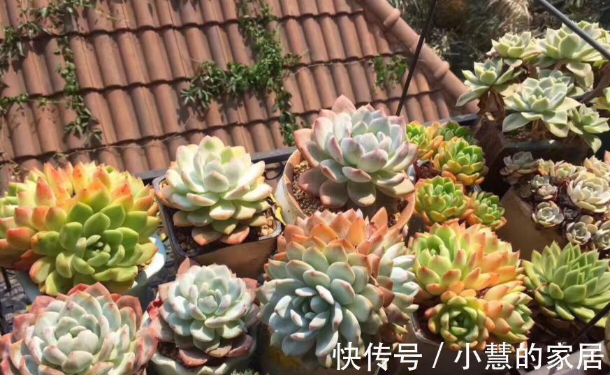 秋天多肉爱喝水,满足3个条件,肉肉淋雨后更漂亮