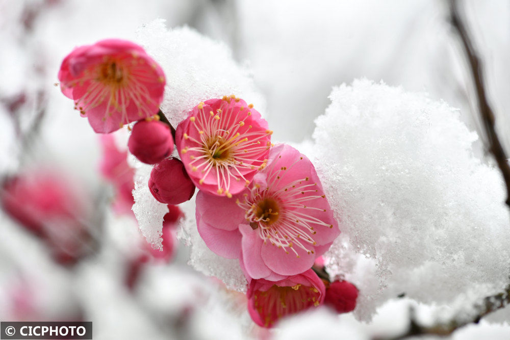 春色|腊雪寻梅觅春色