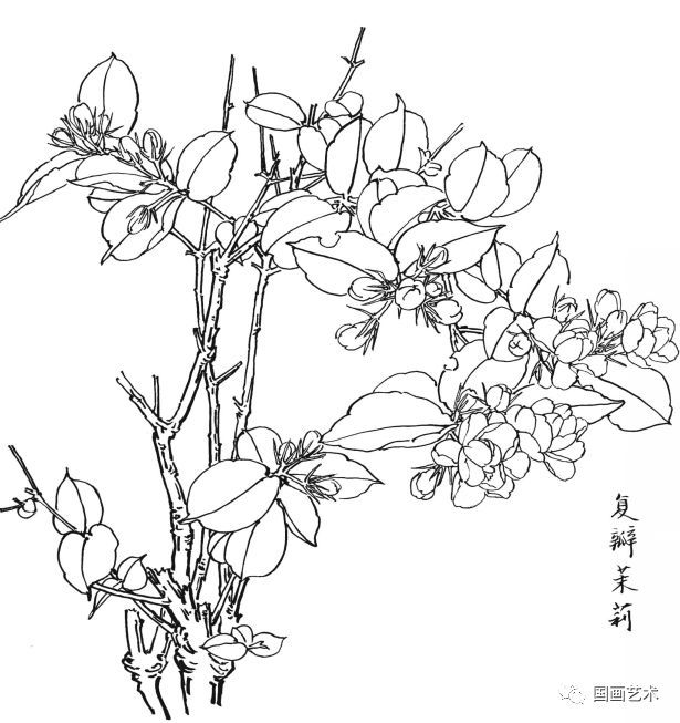  白描|花卉白描图谱选页分享