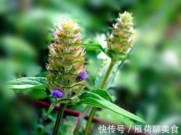 慢性肝病|10味名字带“草”的中药，是治肝病的良将！（涨知识）