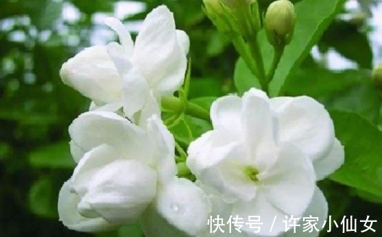 茉莉花|养花试试此几款，花开繁盛花香怡人，清新淡雅，散发迷人香味