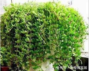 花盆|山上常见的2种野草,带回家种在花盆里,秒变高档盆景