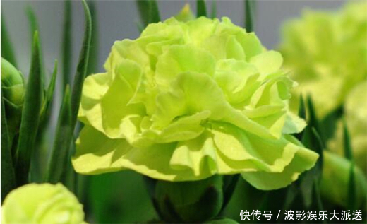 阳台养上一盆“它”花语健康有活力,花色“奇特”你值得拥有