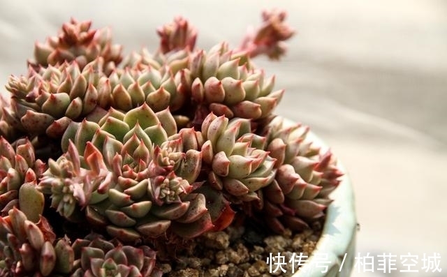技巧|多肉有三怕,教你几个小技巧,重新缀化,憋成群生肉墩子