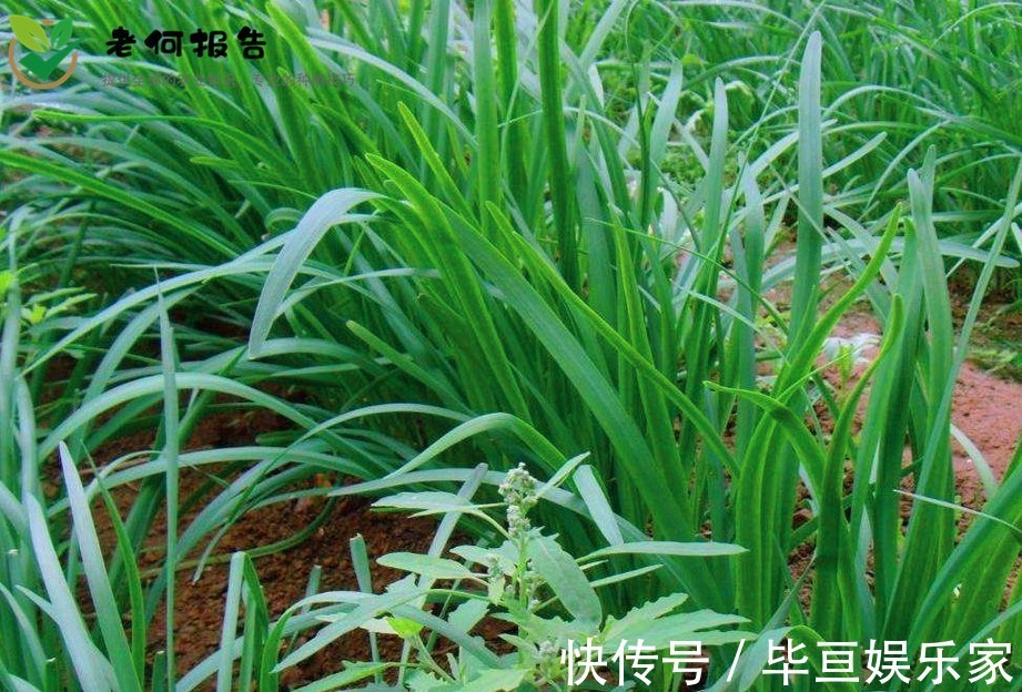 韭菜|韭菜补肾健胃,延缓衰老,重视韭菜的苗期管理,种出优质的韭菜来