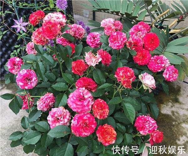 3种“肥水”,给月季浇一浇,开花多又艳,一年开花200多天!