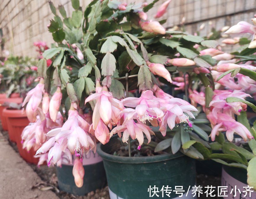 5种“漂亮花”喜冷凉环境,冬天也能“扦插”,成活率高,长势快