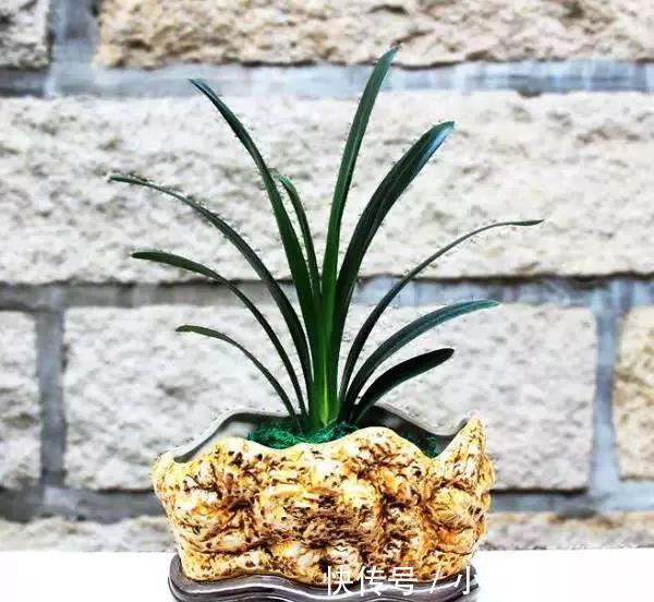 冬季养花大全，家里有这21种花的看过来