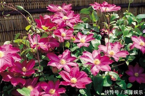 一到春天,疯花3354铁莲,天气变暖,就长成花墙,比玫瑰更漂亮