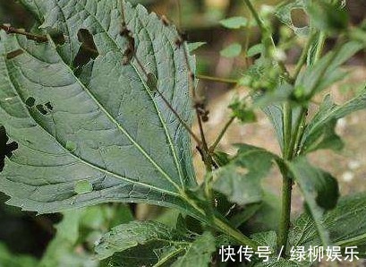 高热|下田菊,见过吗可用于感冒高热,咽喉炎,扁桃体炎,黄疸型肝炎