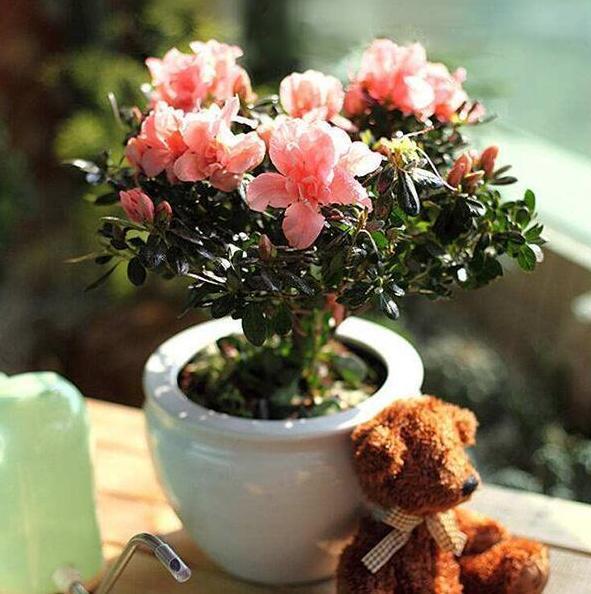 盆栽养殖云锦杜鹃,多注意4个要点,开花量大、色艳、香味浓郁