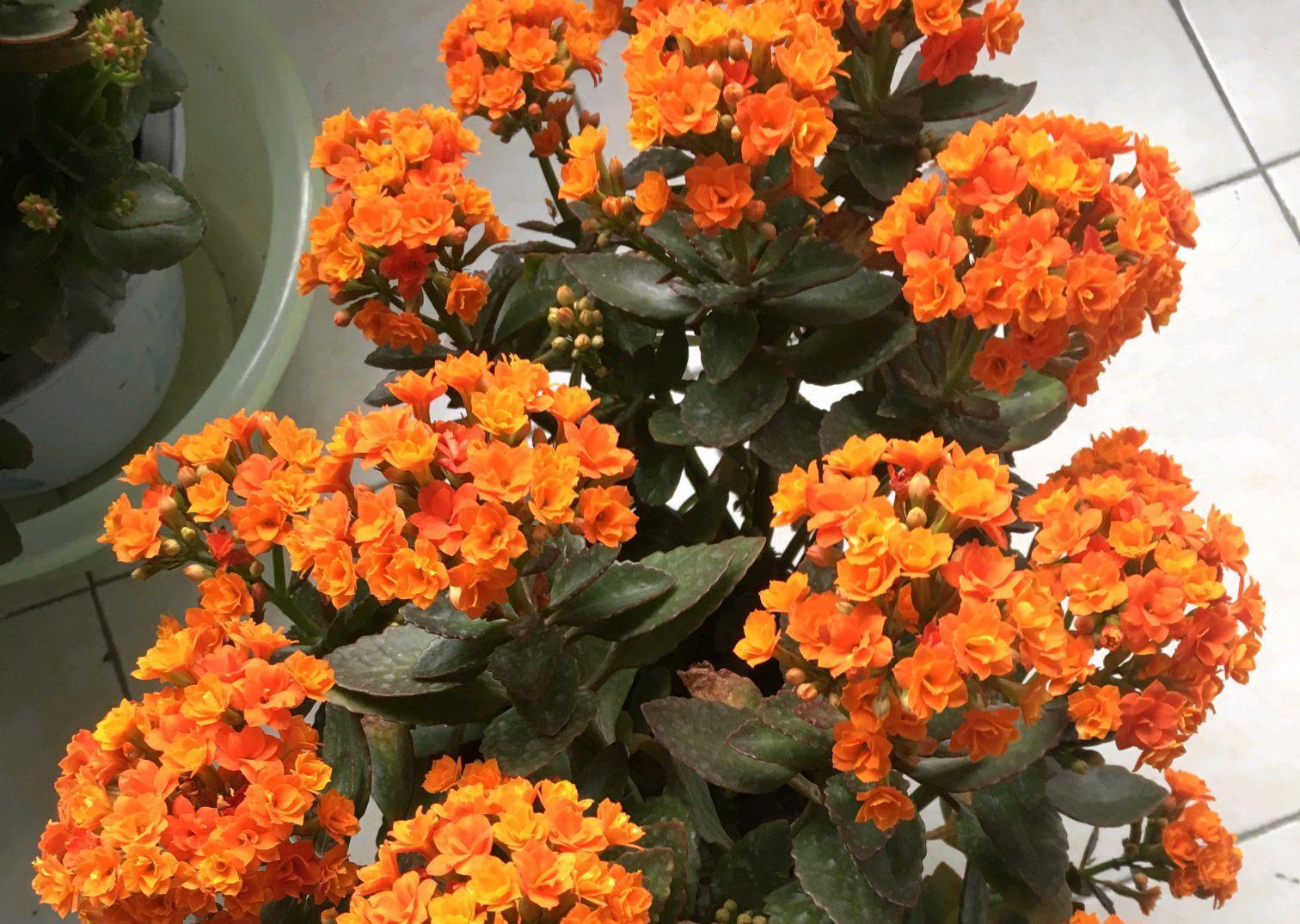  磷酸二氢钾|长寿花的花苞上色了还能喷磷酸二氢钾吗？磷酸二氢钾不是随便用