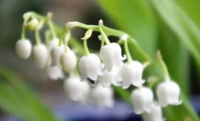 几款花卉，花香四溢，好养易活，还可净化空气